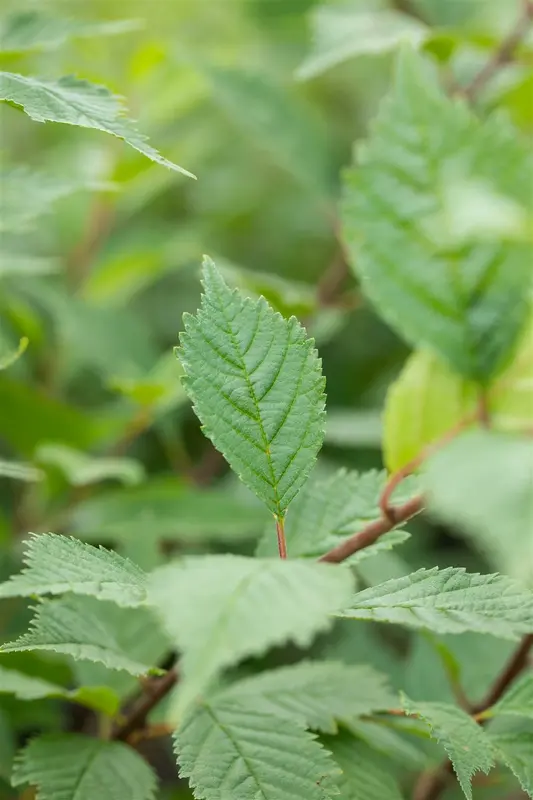 ulmus laevis (175-200 cm) - afbeelding 1