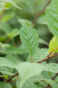 ulmus laevis (175-200 cm) - afbeelding 2