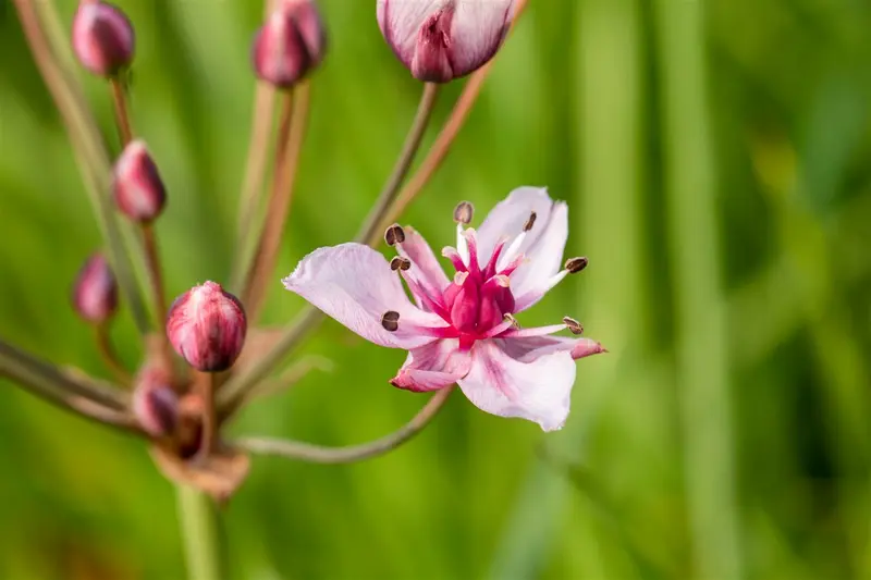 butomus umbellatus P9 - afbeelding 5