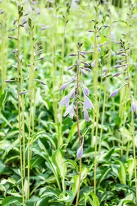 hosta hybr. 'undulata univittata' P9 - afbeelding 2