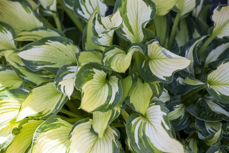 hosta hybr. 'undulata univittata' P9 - afbeelding 1