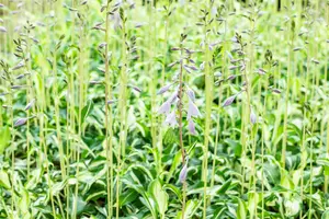 hosta hybr. 'undulata univittata' P9 - afbeelding 3