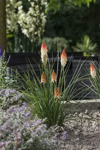 kniphofia uvaria P11 - afbeelding 1