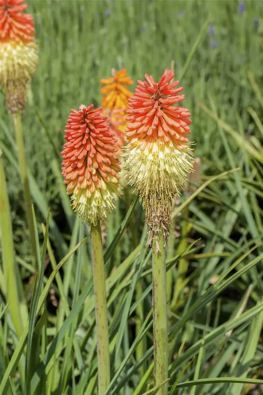 kniphofia uvaria P11 - afbeelding 5