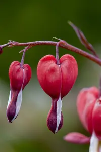 dicentra hybr. 'valentine' P9 - afbeelding 2