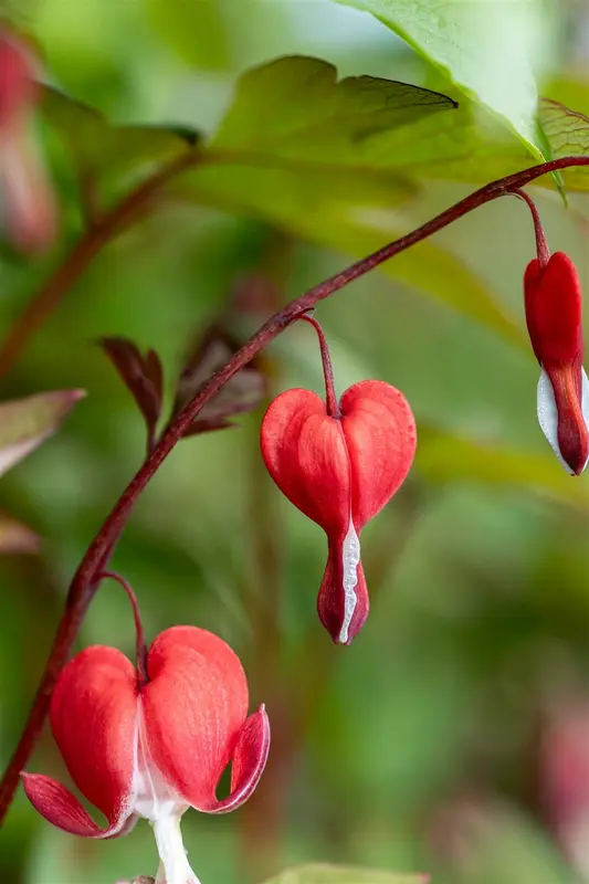 dicentra hybr. 'valentine' P9 - afbeelding 4