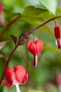 dicentra hybr. 'valentine' P9 - afbeelding 4