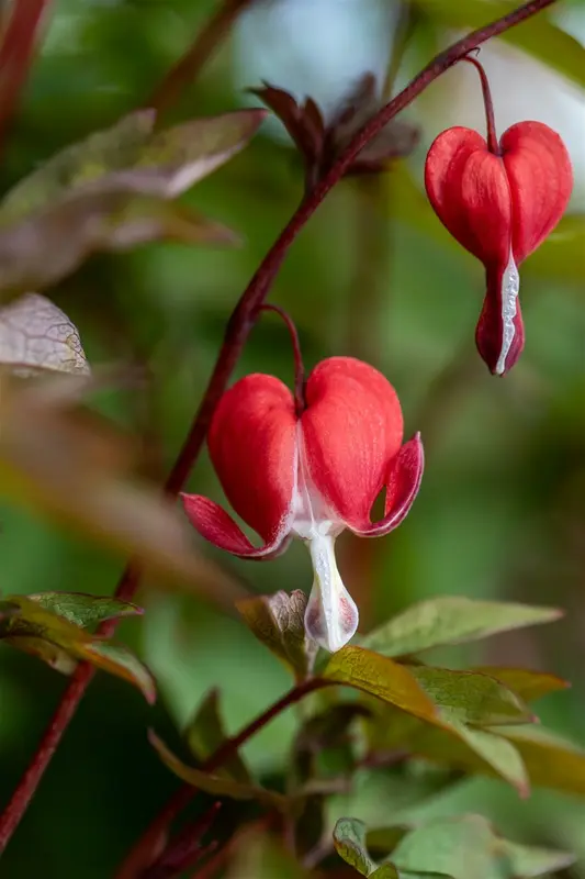 dicentra hybr. 'valentine' P9 - afbeelding 5