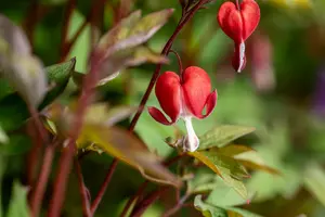 dicentra hybr. 'valentine' P9 - afbeelding 3