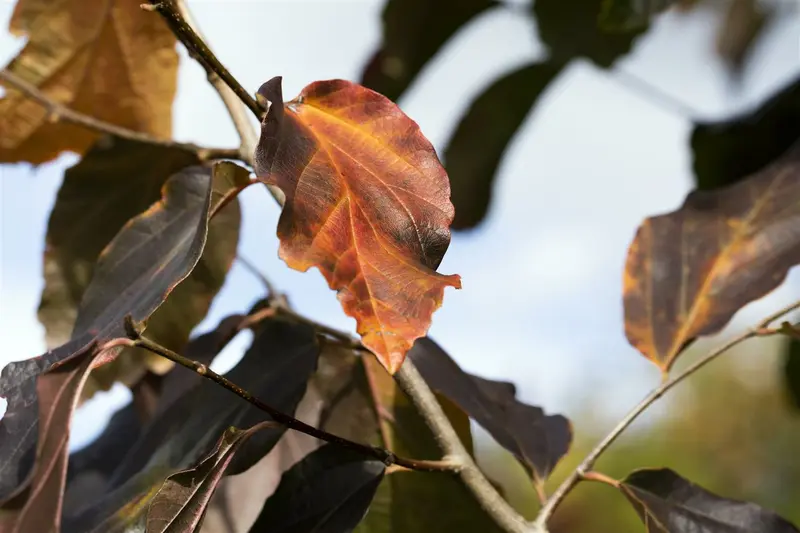 Vanessa parrotia - afbeelding 1