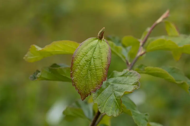 Vanessa parrotia - afbeelding 3