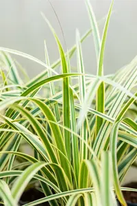 carex fol. 'vanilla ice' P9 - afbeelding 4