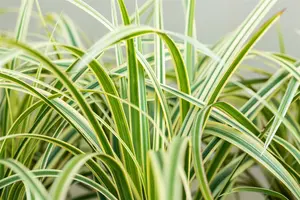 carex fol. 'vanilla ice' P9 - afbeelding 3