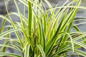 carex fol. 'vanilla ice' P9 - afbeelding 1