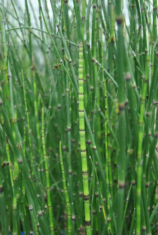 equisetum japonicum P9 - afbeelding 2