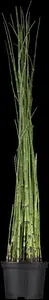 equisetum japonicum P9 - afbeelding 1