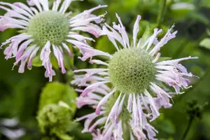 monarda fist. 'menthifolia' P9