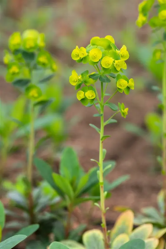 euphorbia amygd. 'robbiae' P11 - afbeelding 2