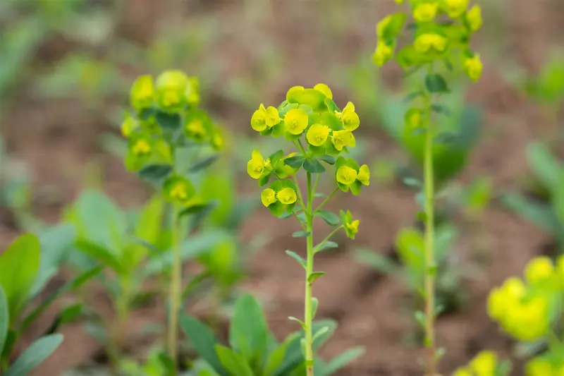 euphorbia amygd. 'robbiae' P9 - afbeelding 1