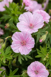 geranium sang. striatum P11 - afbeelding 5