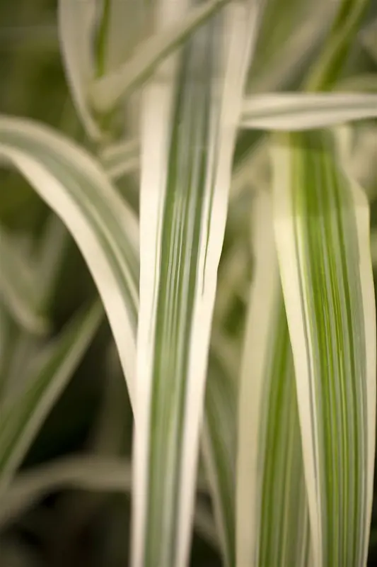 arundo donax 'versicolor' ('variegata') P9 - afbeelding 1