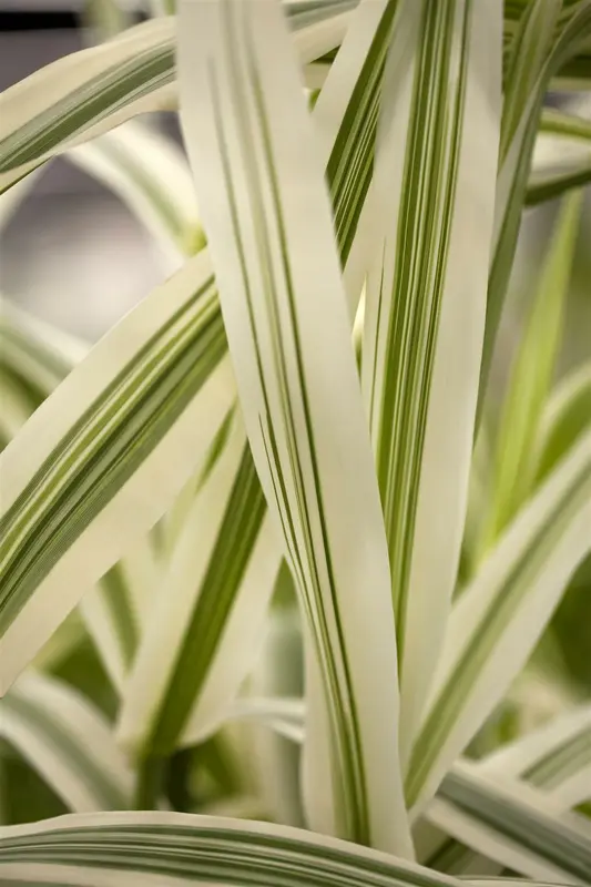 arundo donax 'versicolor' ('variegata') P9 - afbeelding 3