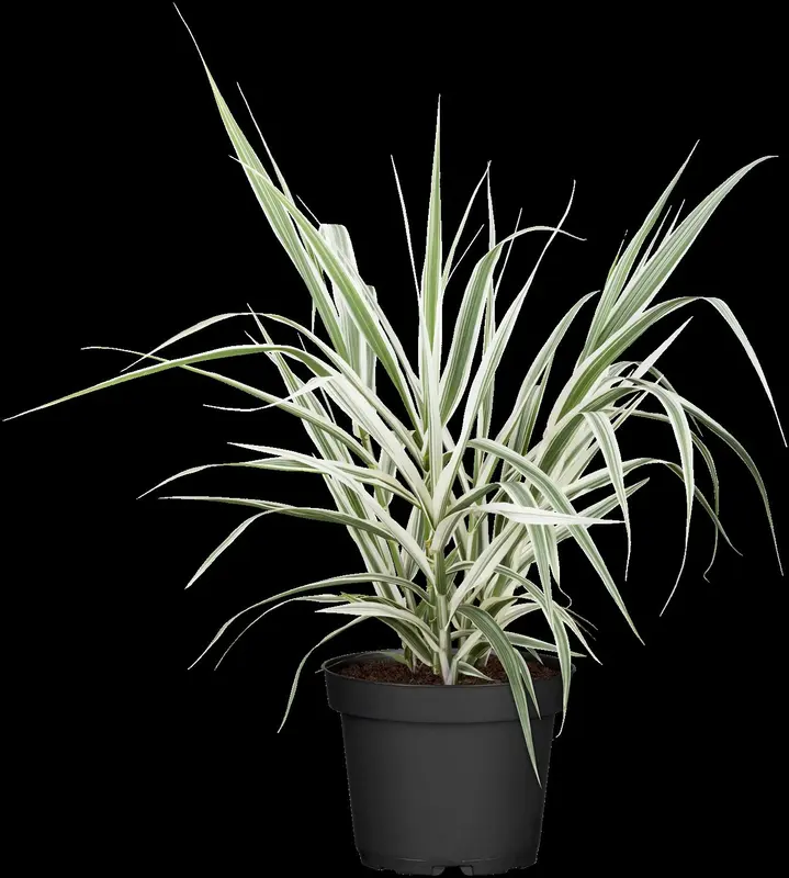 arundo donax 'versicolor' ('variegata') P9 - afbeelding 2