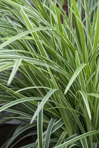 carex morrowii 'variegata' P11 - afbeelding 1