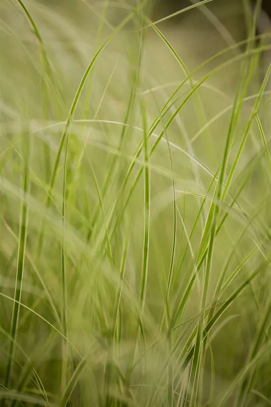 carex brun. 'variegata' P9 - afbeelding 2