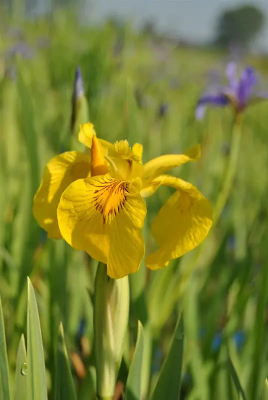 iris pseudacorus 'variegata' P9