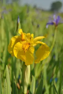 iris pseudacorus 'variegata' P9