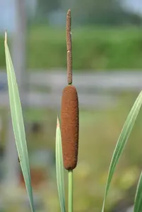 typha lat. 'variegata' P9