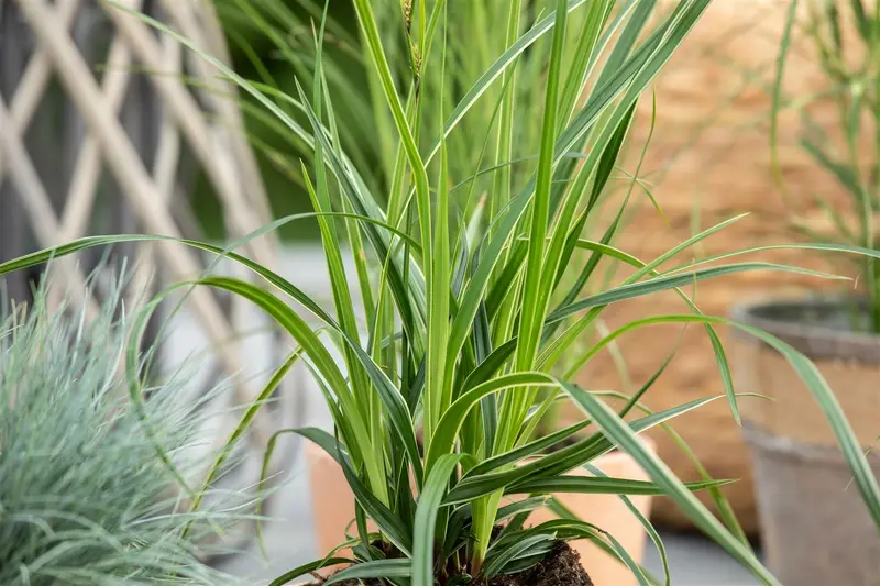 carex morrowii 'variegata' P11 - afbeelding 2