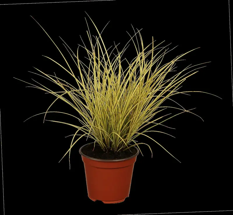 carex brun. 'variegata' P9 - afbeelding 1