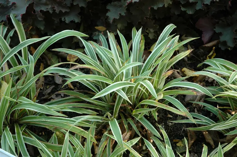 carex sid. 'variegata' P9 - afbeelding 1