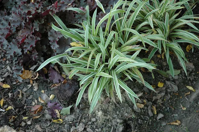 carex sid. 'variegata' P9 - afbeelding 2