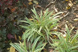 carex sid. 'variegata' P9 - afbeelding 3