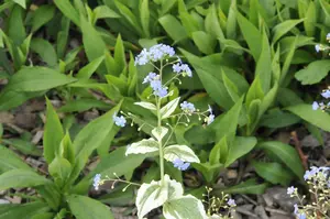 brunnera macr. 'variegata' P9 - afbeelding 1