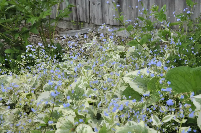 brunnera macr. 'variegata' P9 - afbeelding 2