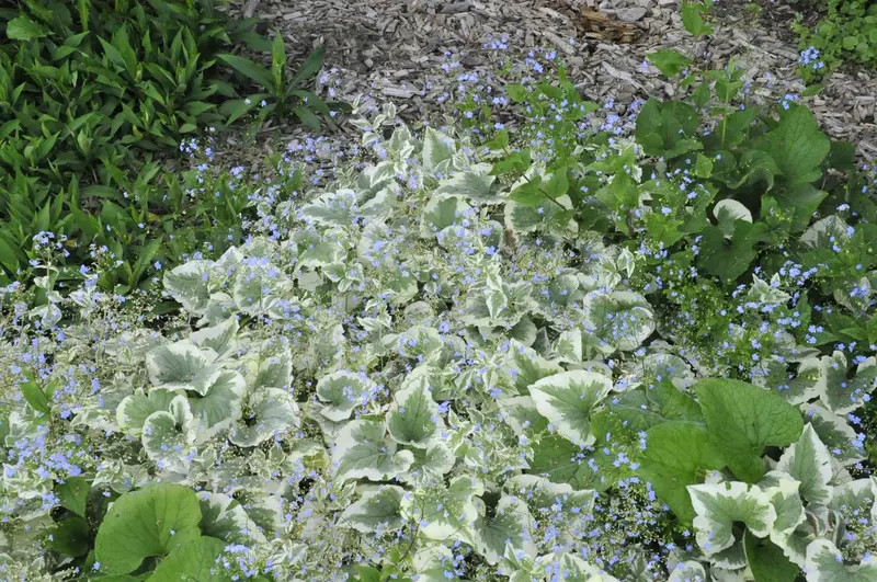 brunnera macr. 'variegata' P9 - afbeelding 3