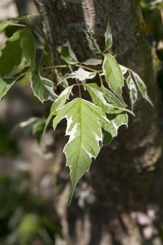 acer neg. 'variegatum' ( 'argenteovar.') 12/14 C - afbeelding 1