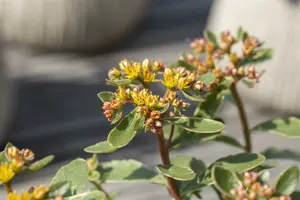 sedum kamt. 'variegatum' P9 - afbeelding 1