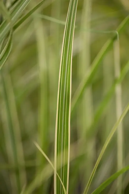 miscanthus sin. 'variegatus' P9 - afbeelding 2