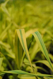 phragmites austr. 'variegatus' P9