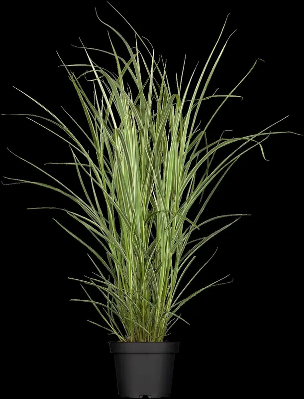 miscanthus sin. 'variegatus' P9 - afbeelding 1