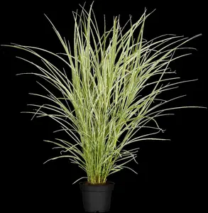 miscanthus sin. 'variegatus' P9 - afbeelding 3