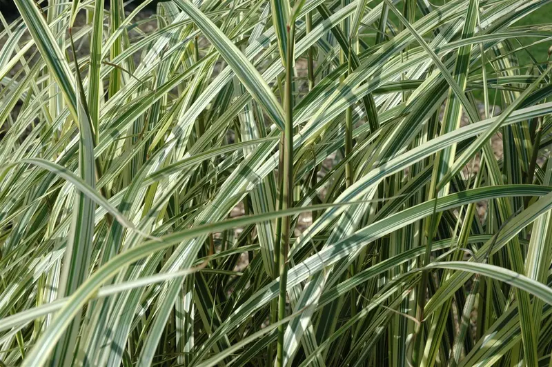 miscanthus sin. 'variegatus' P9 - afbeelding 5