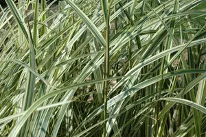 miscanthus sin. 'variegatus' P9 - afbeelding 5