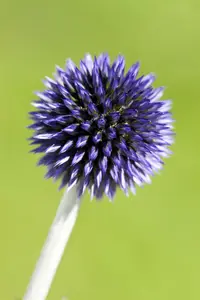 echinops rit. 'veitch's blue' P9 - afbeelding 1