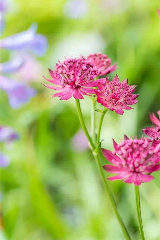 astrantia maj venice p11 - afbeelding 1